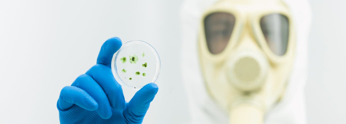 A scientist wearing a protective mask and gloves holding a petri dish with bacteria samples for contamination testing