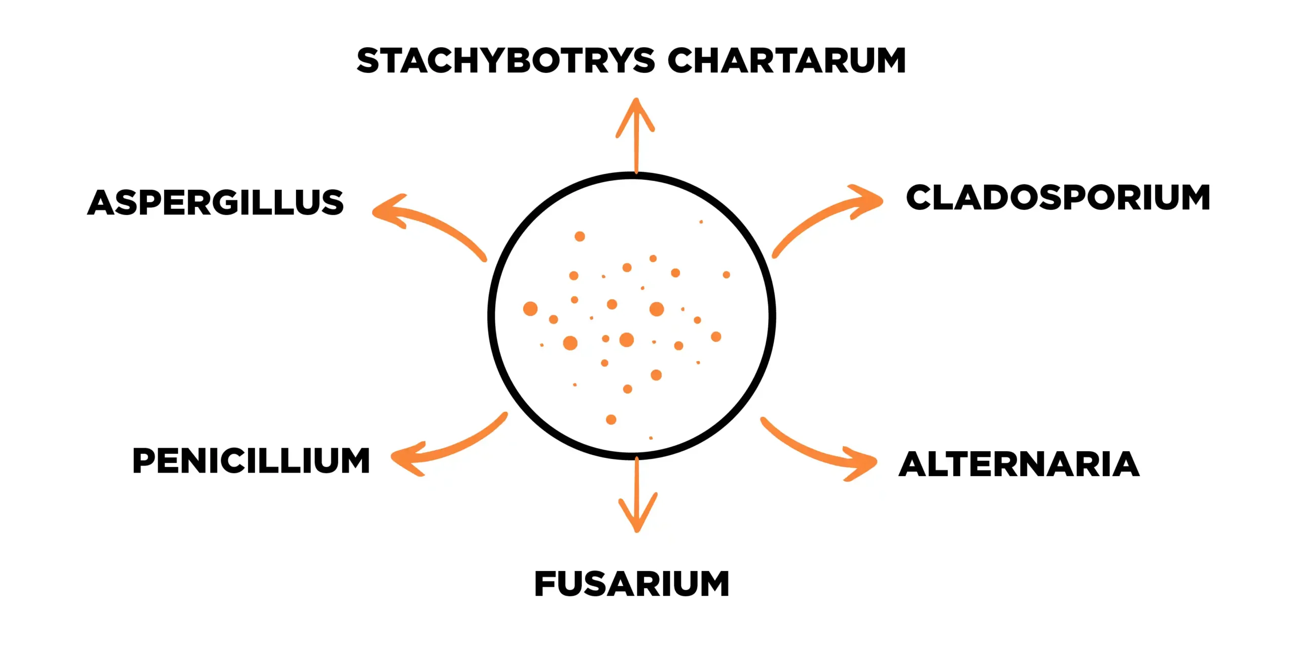 Common Types of Mold