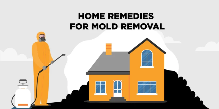 home remedy mold removal Judux